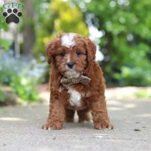 Theo, Cavapoo Puppy